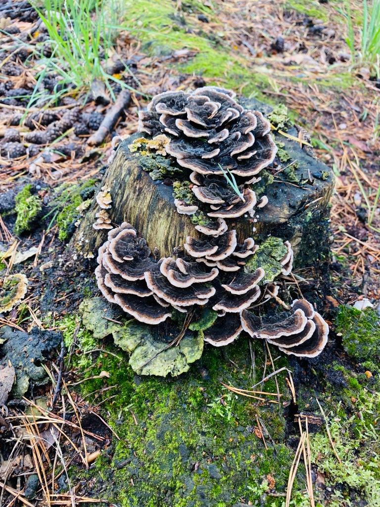 Wild Mushrooms attached to a damp tree stump