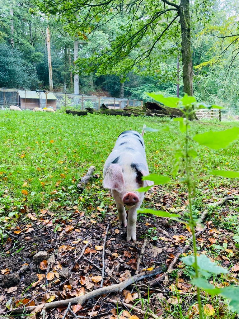 A pink and black spotted pig with it's ears covering it's eyes 
