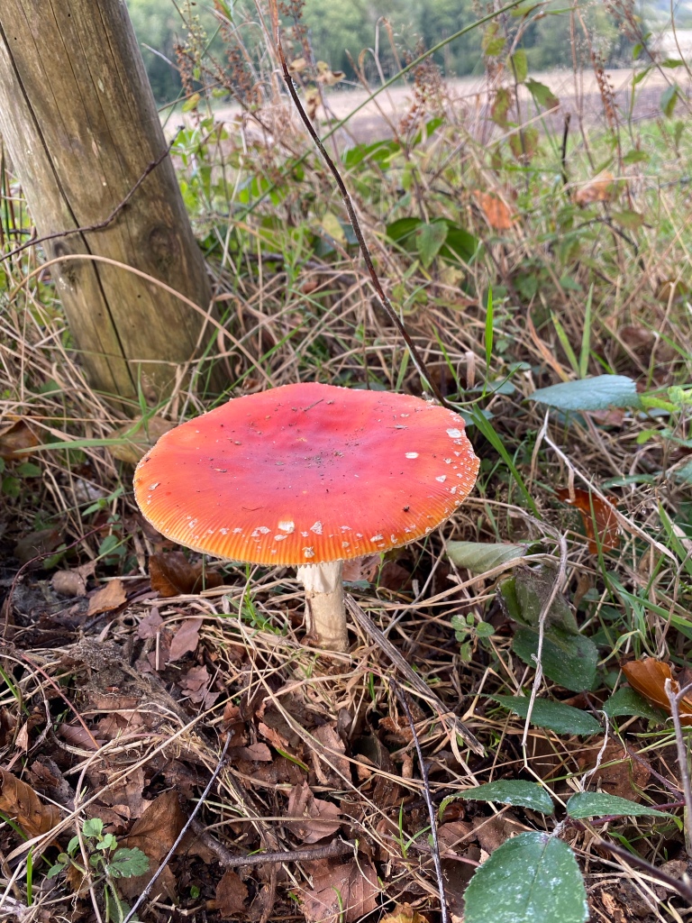 A bright red flat topped mushroom amongst the autumnal foliage